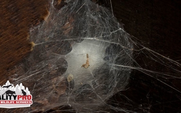Fall Invaders: Common Pests Entering New York Homes in October Photo Fall Invaders: Common Pests Entering New York Homes in October Photo