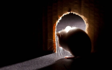 Why Rodents Invade Homes in Cooler Months & How to Stay Protected Photo