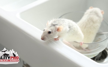 How to Spot a Hidden Rodent Problem During the Holidays Photo