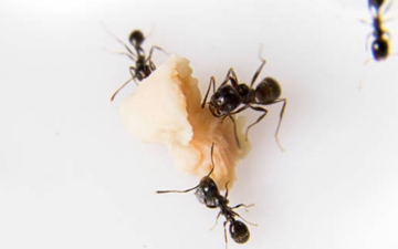 How to Prevent Ant Infestations Before They Start Photo