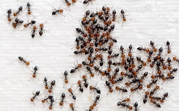 How to Keep Ants Out of Your Home This Summer Photo