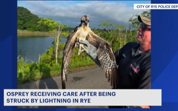 Lightning strike in Rye kills 1 osprey, injures another nesting on Kirby Lane Photo Lightning strike in Rye kills 1 osprey, injures another nesting on Kirby Lane Photo