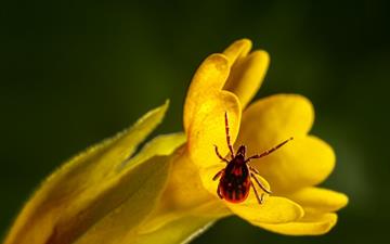 What Pests Should Mid-Atlantic Homeowners Expect This Spring & Summer? Photo