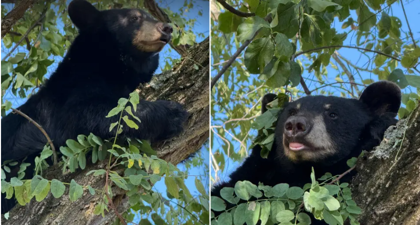 The bear was saved’: Black bear tranquilized after roaming for days in Westchester County Photo The bear was saved’: Black bear tranquilized after roaming for days in Westchester County Photo