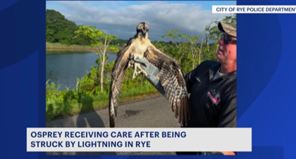 Lightning strike in Rye kills 1 osprey, injures another nesting on Kirby Lane Photo Lightning strike in Rye kills 1 osprey, injures another nesting on Kirby Lane Photo