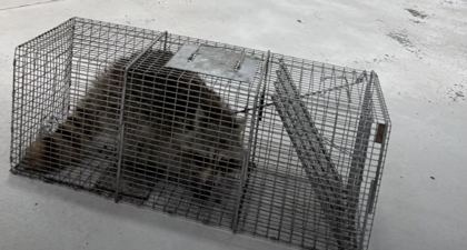 Masked Bandit Apprehended! Photo