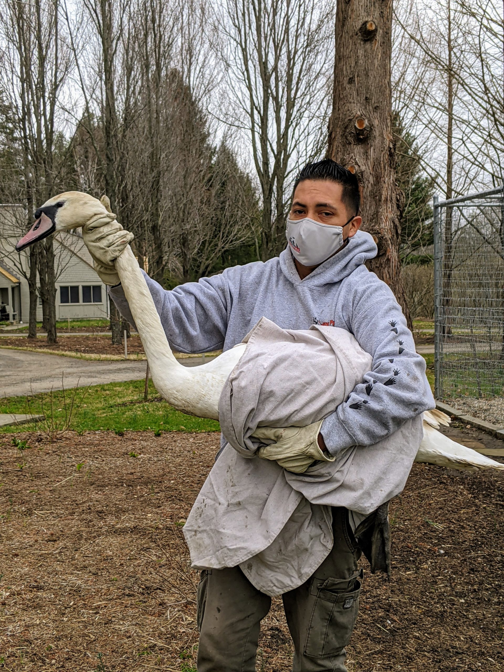 Wildlife removal
