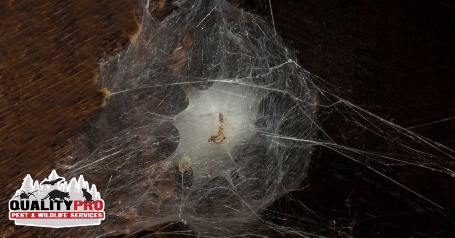 spider nest
