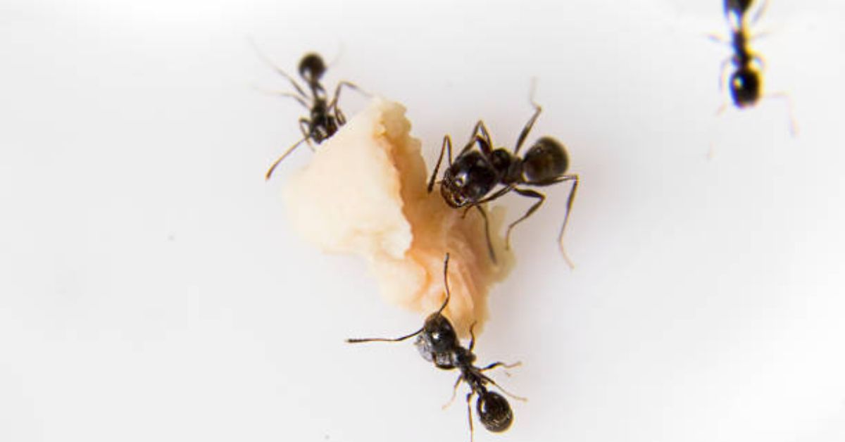 ants in home