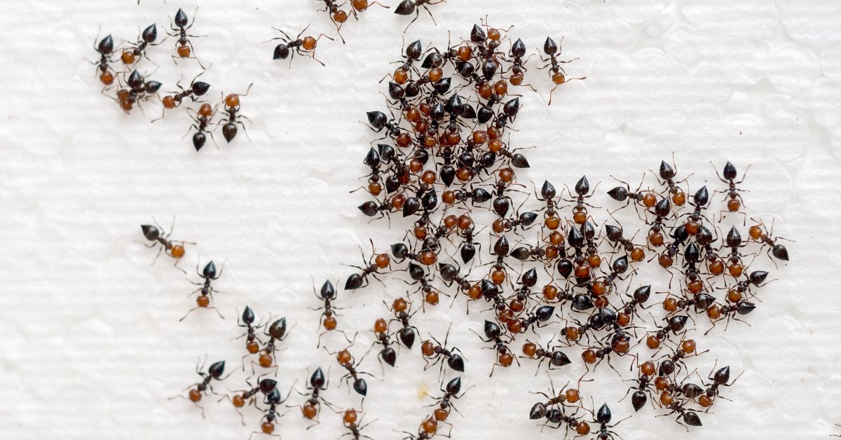ants