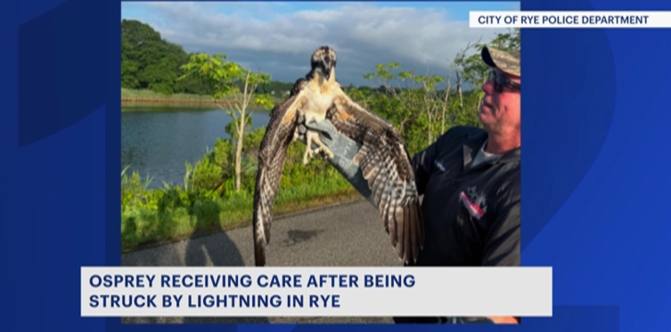Lightning strike in Rye kills 1 osprey, injures another nesting on Kirby Lane