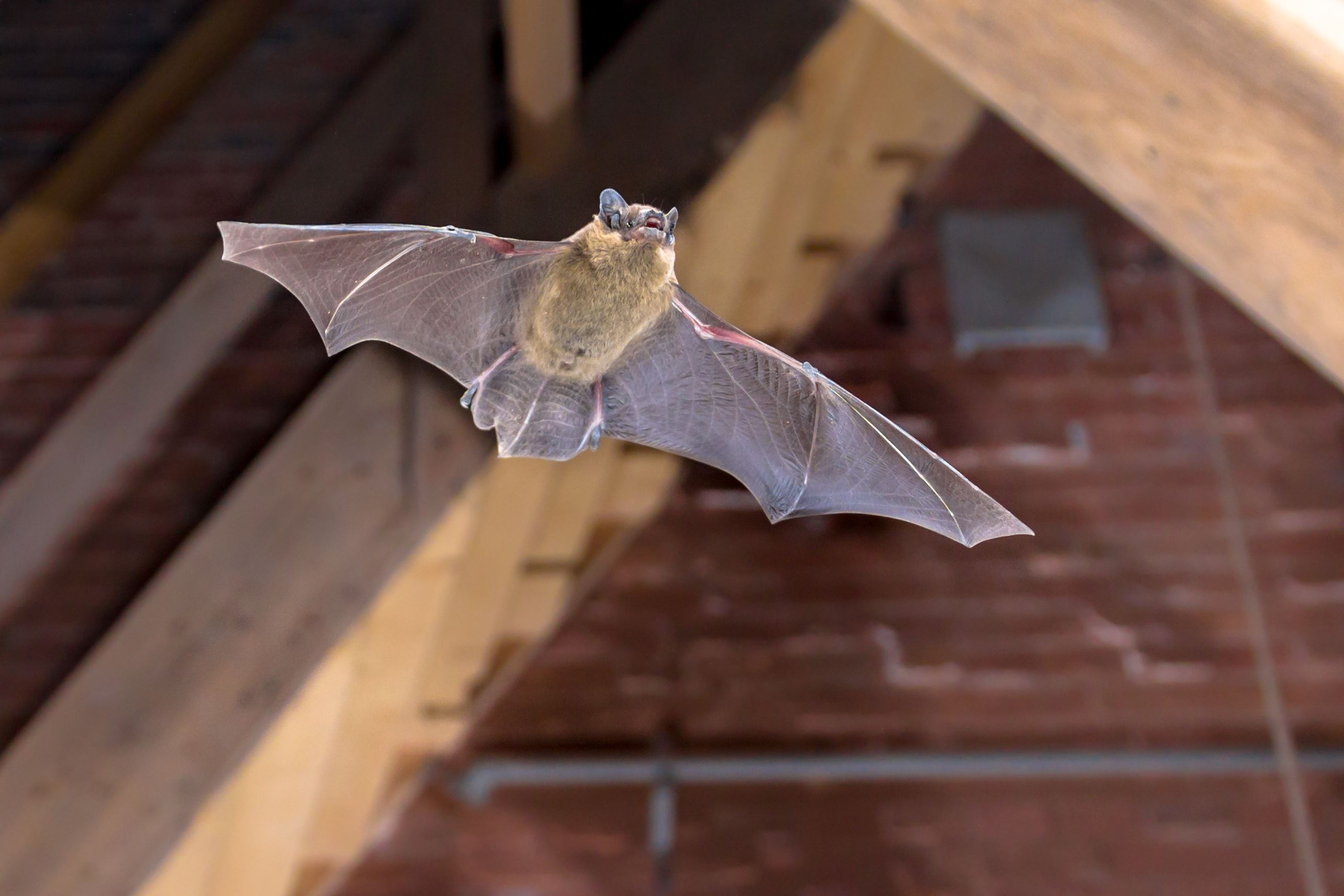 bats
