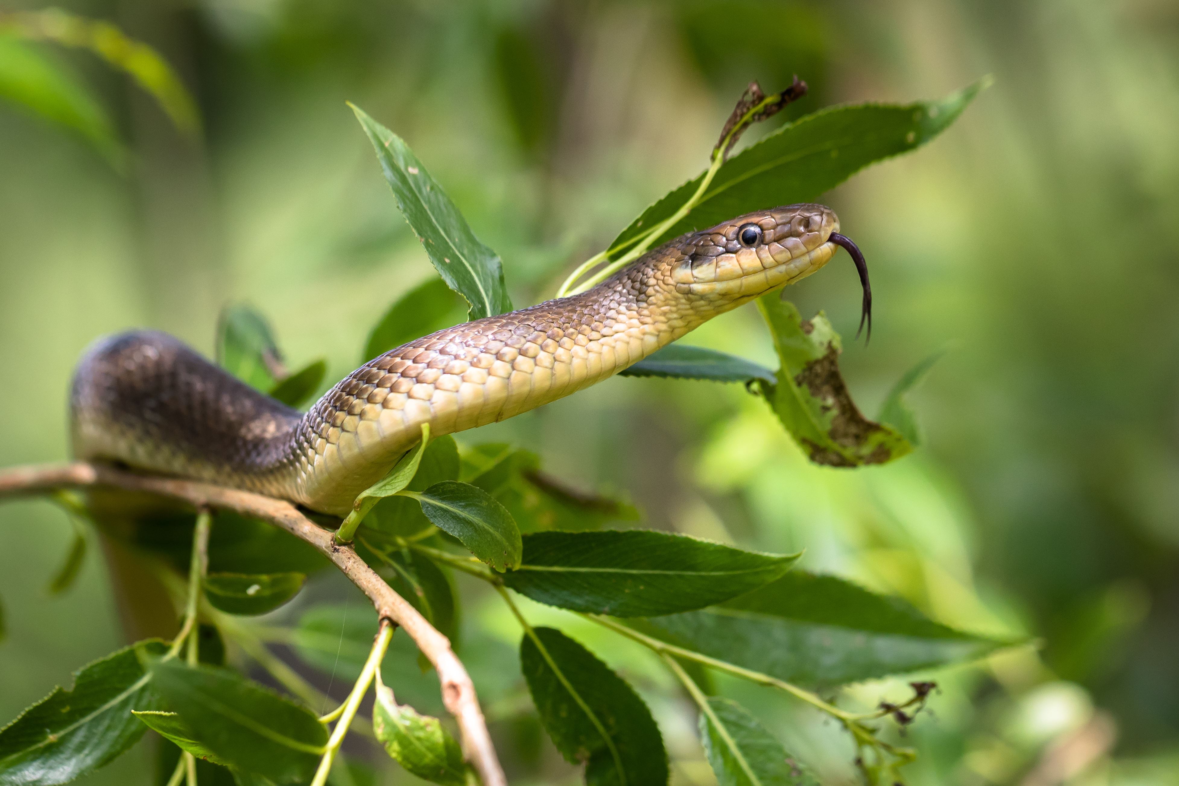 snake