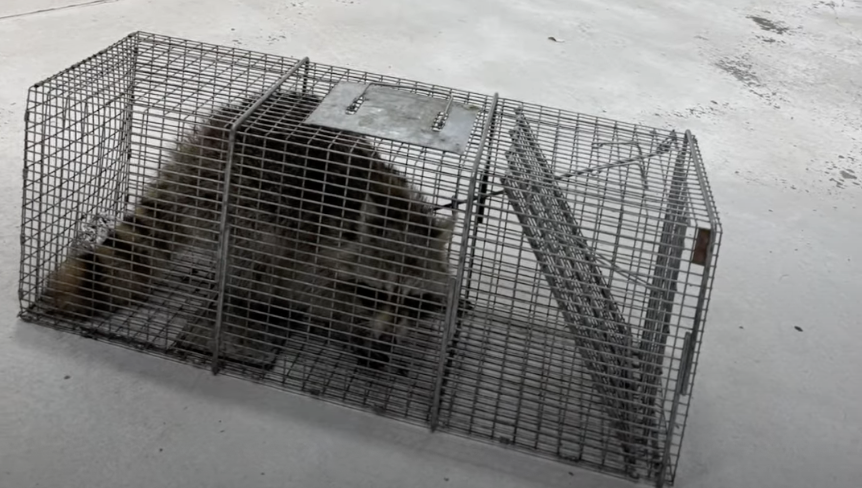 Raccoon in a cage