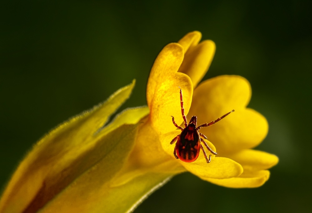 What Pests Should Mid-Atlantic Homeowners Expect This Spring & Summer?